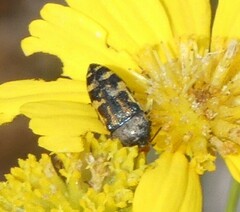 Acmaeodera pulchella