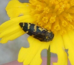 Acmaeodera pulchella