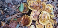 Pholiota jahnii