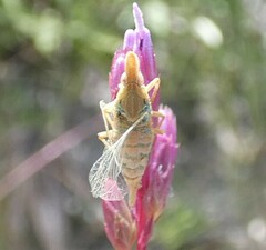 Rhynchomitra microrhina