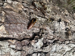 Semiotus luteipennis