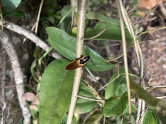 Semiotus luteipennis