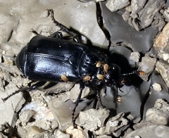 Nicrophorus nigrita