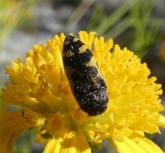 Acmaeodera pulchella