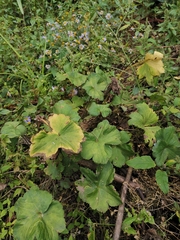 Hydrocotyle nepalensis
