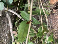 Semiotus luteipennis