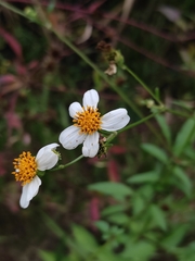 Bidens alba