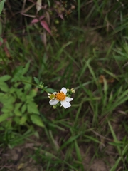 Bidens alba