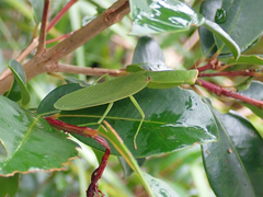 Orthodera ministralis
