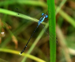 Lestes praevius