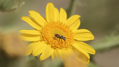 Kelita chilensis