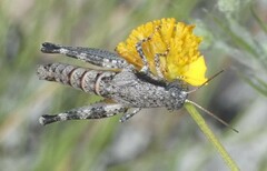 Melanoplus rotundipennis