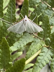 Diaphania costata