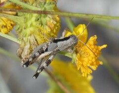 Melanoplus rotundipennis