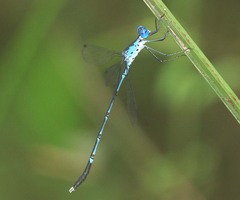 Lestes praevius