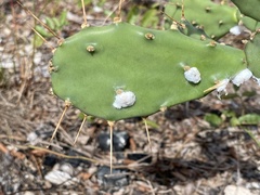 Dactylopius confusus