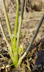 Triglochin scilloides