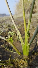 Triglochin scilloides