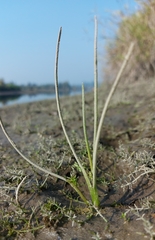Triglochin scilloides