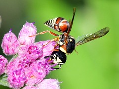 Euodynerus annulatus