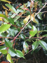 Syzygium paniculatum