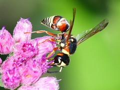 Euodynerus annulatus