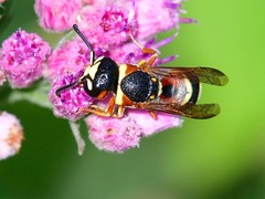 Euodynerus annulatus