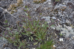 Penstemon pruinosus