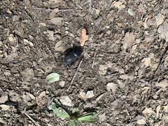 Apterodorcus bacchus