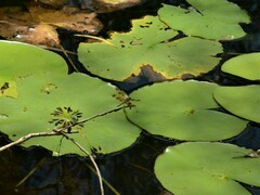 Rhyothemis graphiptera