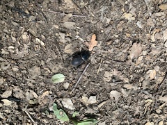 Apterodorcus bacchus