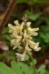 Astragalus guatemalensis