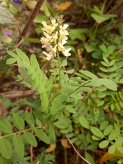 Astragalus guatemalensis
