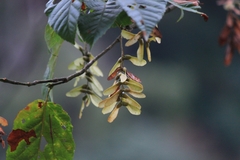 Acer davidii
