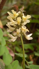 Astragalus guatemalensis