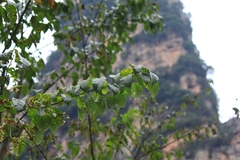 Acer davidii