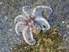 Octopus hubbsorum
