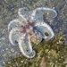 Incirrate Octopuses - Photo (c) Sarka Martinez, some rights reserved (CC BY-NC), uploaded by Sarka Martinez