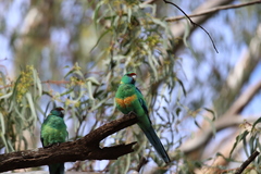 Barnardius zonarius barnardi