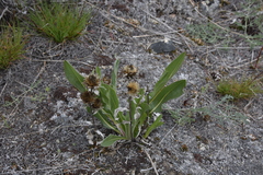 Pyrrocoma carthamoides