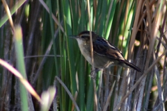 Phleocryptes melanops