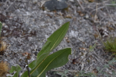 Pyrrocoma carthamoides