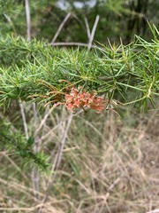 Grevillea juniperina