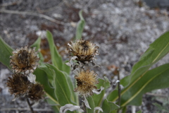 Pyrrocoma carthamoides