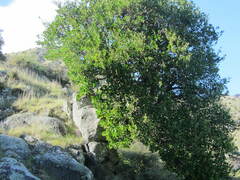 Griselinia littoralis