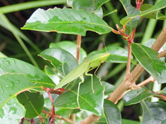 Orthodera ministralis