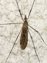 Tipuloidea
