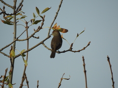 Sylvia atricapilla atricapilla