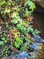 Xanthorhiza simplicissima