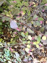 Euonymus europaeus